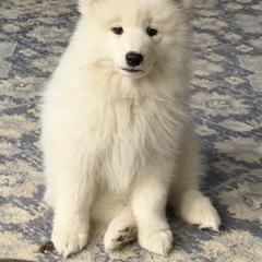 Samoyed Puppies from Frostbourn Samoyeds
