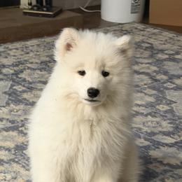 Samoyed Puppies from Frostbourn Samoyeds