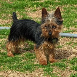 Stumpy - Yorkshire Terrier