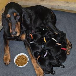 White Collar - Black and tan female Black and Tan Coonhound puppy in Ephraim, Utah from Wanderlust Coonhounds