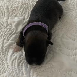 Girl 2 - Black and tan female Lhasa Apso puppy in Palm Bay, Florida from Lhasa Apso Doggy Stylez Fl