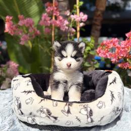 Mercury - Black and white male Pomsky puppy in Homeland, California from Lara's Ranch Pomskies