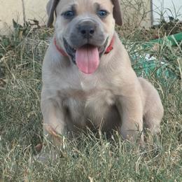 Boy 2 - Fawn male Cane Corso puppy in Briggs, Texas from Capital City Corso’s