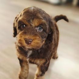 Harvest - Brown and tan male Cockapoo puppy in Indiahoma, Oklahoma from Phamily Doodles