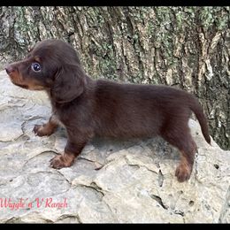 Dachshund and Pug Puppies from Wiggle'n V Ranch