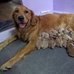 Boy 1 - Golden male Golden Retriever puppy in Troy, Texas from R&R Goldens