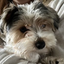 Stella - Yorkshire Terrier