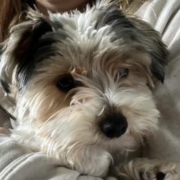 Stella - Yorkshire Terrier