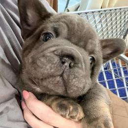 Boosie - Tricolors male French Bulldog puppy in Delhi, Louisiana from 4T Ranch