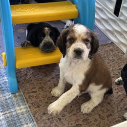 English Springer Spaniel Puppies from Butterfield Trail Farm