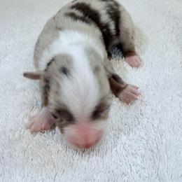 Miniature Australian Shepherd Puppies from Aussie Gems