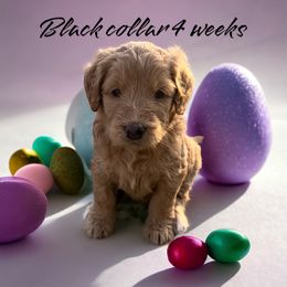 Goldendoodle Puppies from Goldendoodles of Anchor Bay