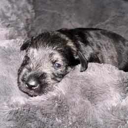 Moose - Black and silver male Miniature Schnauzer puppy in Akeley, Minnesota from Great Northern Schnauzers