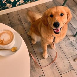 Golden Retrievers from Agape Goldens