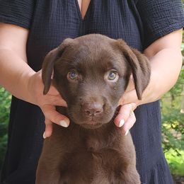 Green - Chocolate female Labrador Retriever puppy in Siloam Springs, Arkansas from Karemy Kennels (Karemy Labradors)
