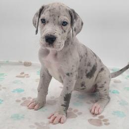 Zara Blue Merle - Merle female Great Dane puppy in Kannapolis, North Carolina from Carolina Great Danes & Toy Poodles