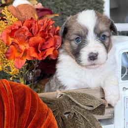 Cedar - Blue male Pembroke Welsh Corgi puppy in Paxton, Illinois from McGovern Family Corgis
