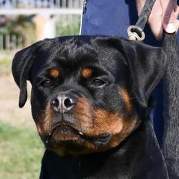 Evita - Rottweiler
