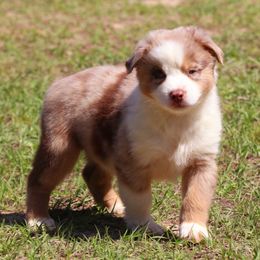 Miniature Australian Shepherd Puppies from AussiesRus