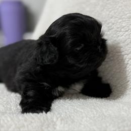 Girl 2 - Black female Pekingese puppy in Clinton, Tennessee from Gracelands Pekingese