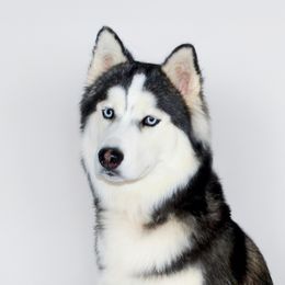 Kiro - Siberian Husky