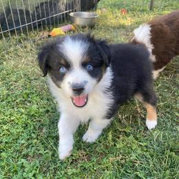 French Vanilla - Black tri male Miniature Australian Shepherd puppy in Sonora, California from Quarle Ranch Mini Aussies