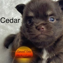 Chihuahua puppies from Sunset Eves Chihuahuas