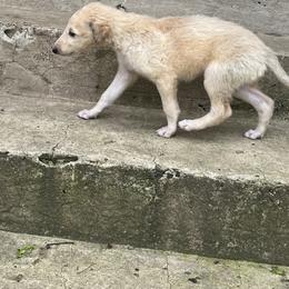 Duncan - Cream male Borzoi puppy in Clinton, Tennessee from Ivanhoe Borzoi
