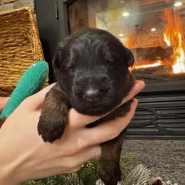Boy 1 - Black and red male German Shepherd puppy in Snohomish, Washington from Wataha Shepherds