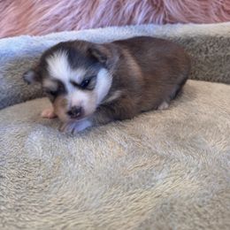 Jesse - Black and white female Pomsky puppy in Bucyrus, Missouri from Hill Top Pomskies