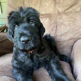 Girl 1 - Black female Black Russian Terrier puppy in Oklahoma from Ter’Avalon Kennel