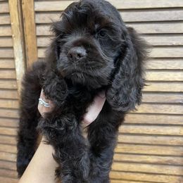 Cocker Spaniels and Miniature Schnauzers from Smith’s Schnauzer Den