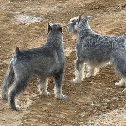Standard Schnauzer Puppies from Dragos Kennel