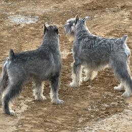 Standard Schnauzer Puppies from Dragos Kennel