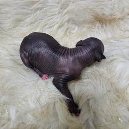 Dr. Finkelstein - Black male Xoloitzcuintli puppy in Eugene, Oregon from Naked nobles kennel