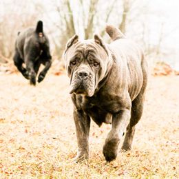 Bonnie  - Cane Corso
