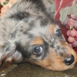 Dachshunds from Weatherly's Dachshunds