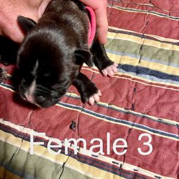 Boxer Puppies from Abney’s Boxers of Bowling Green