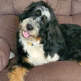 Jackson - Bernedoodle