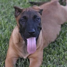 Sonic - Fawn male Perro de Presa Canario puppy in Tickfaw, Louisiana from La Fundación K-9