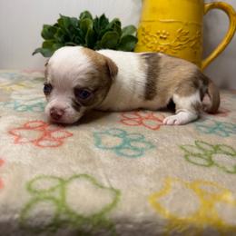 Cookie - Merle female Chihuahua puppy in Greenup, Kentucky from KB Chihuahuas