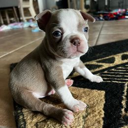 Boston Terriers from Cortes Boston Terriers