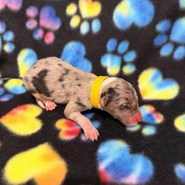 Hera - Blue merle female Border Collie puppy in Scottsboro, Alabama from Bear Hollow Border Collies