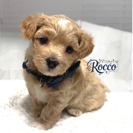 Rocco - Apricot male Maltipoo puppy in Spring, Texas from GlamPaw Maltipoos