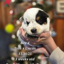 Boy 4 - Blue male Australian Cattle Dog puppy in Monroe, North Carolina from Creek View Cattle Dogs