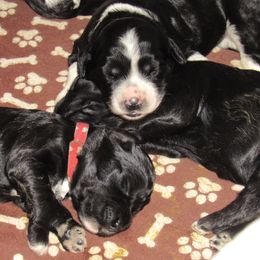 Portuguese Water Dog Puppies from Topsail PWDs