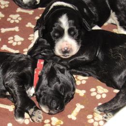 Portuguese Water Dog Puppies from Topsail PWDs