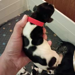 Boy 4 Red - Black and white male German Shorthaired Pointer puppy in Riverdale, Michigan from Ninemire Farm