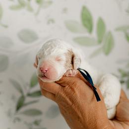 Blaze (blue collar) - Parti male Goldendoodle puppy in Apopka, Florida from The Classic Doodle