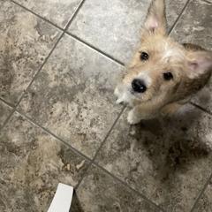 Manchester Terrier and Portuguese Podengo Pequeno Puppies from Tango Kennels